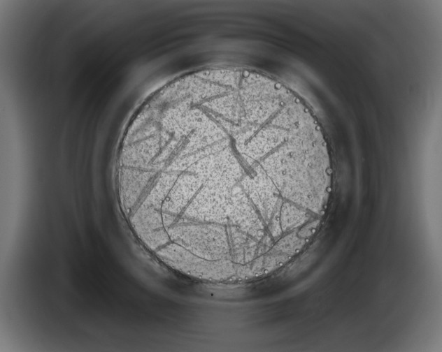 X0000083030856200703022025