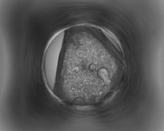 X0000083030863200703022025