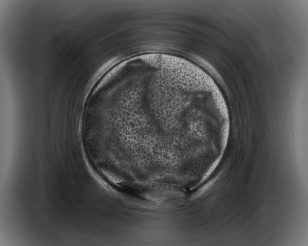 X0000083030946200703022023