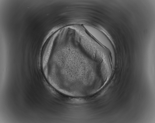 X0000083030994200703022022