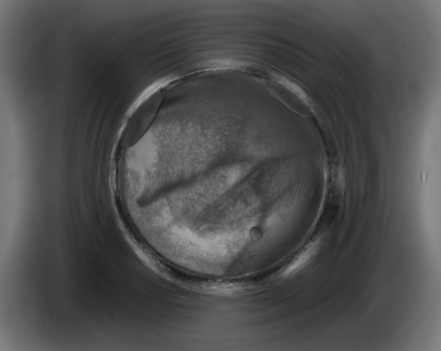 X0000083031034200703022022