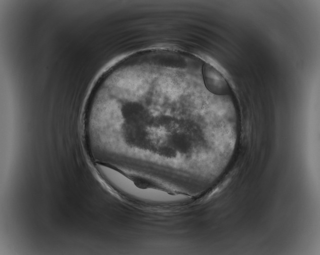 X0000083031037200703022022