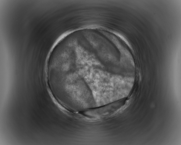 X0000083031046200703022022