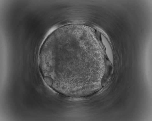 X0000083031095200703022021