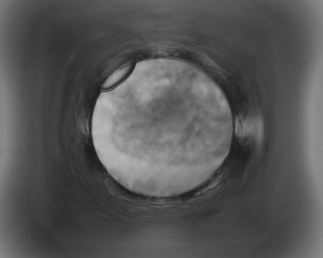 X0000083031155200703022020