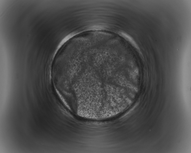 X0000083031226200703022019