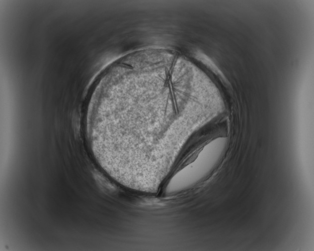 X0000083031260200703022018