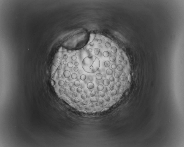 X0000083031302200703022017