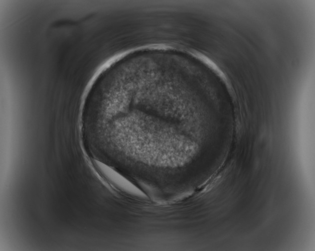 X0000083031327200703022017