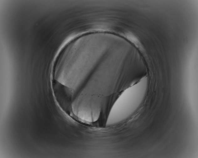 X0000083031334200703022017