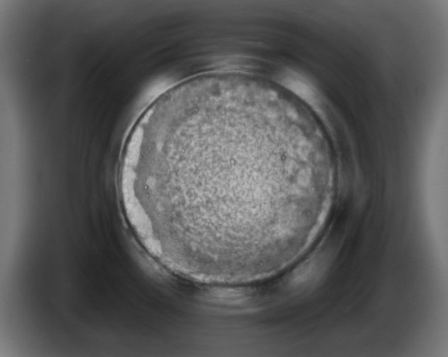 X0000083031338200703022017