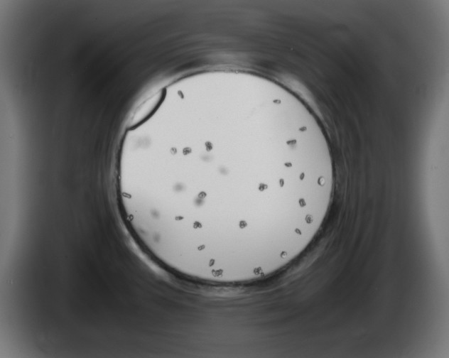 X0000083031387200703022016