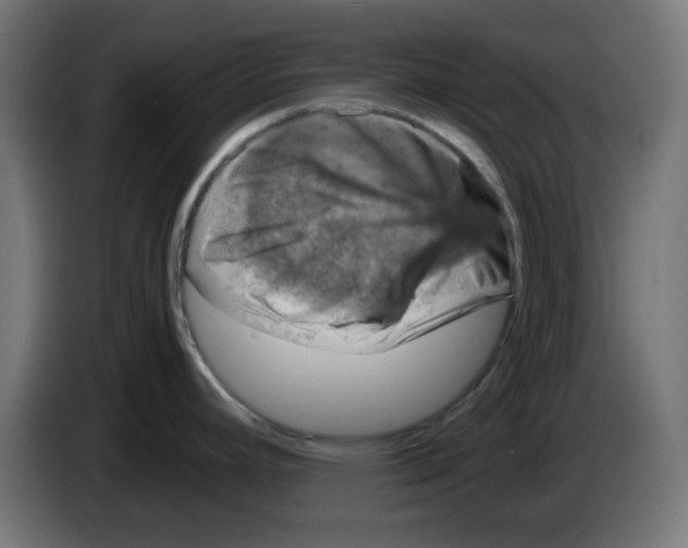 X0000083031392200703022016