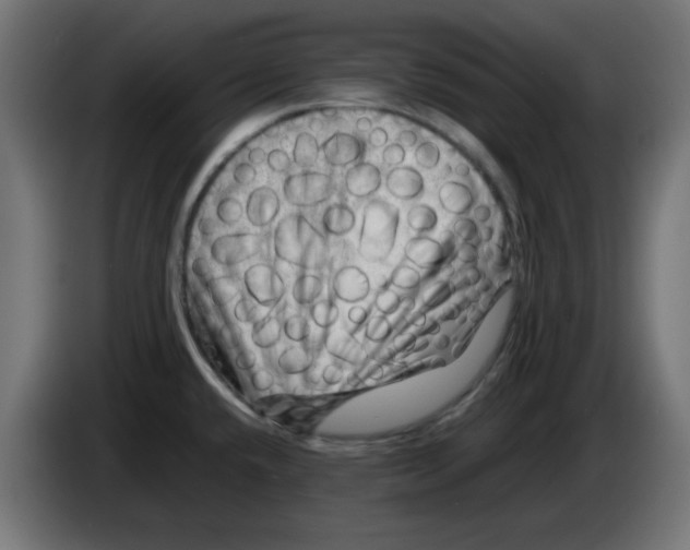 X0000083031432200703022016