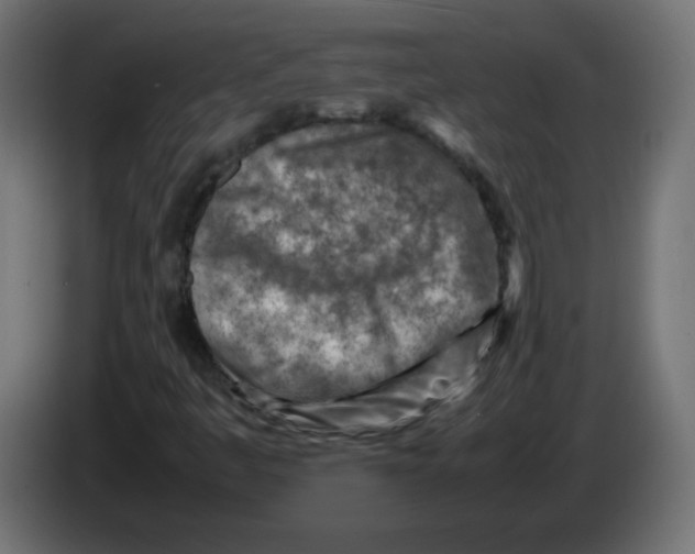 X0000083031445200703022015