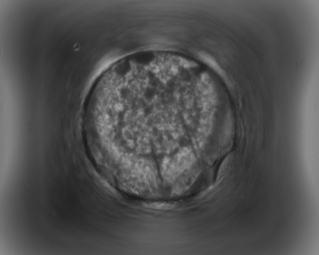 X0000083031463200703022015