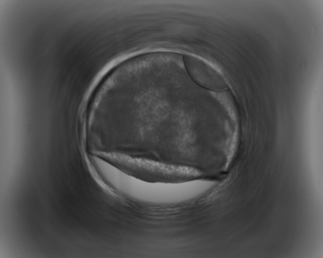 X0000083031515200703022015