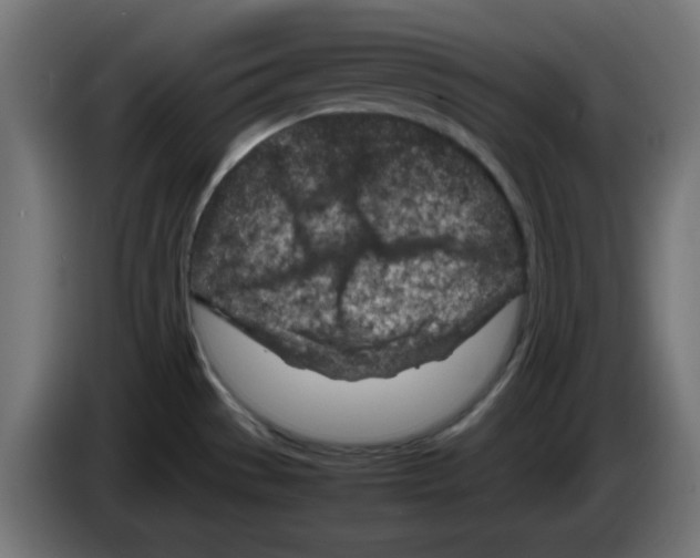 X0000083031529200703022015