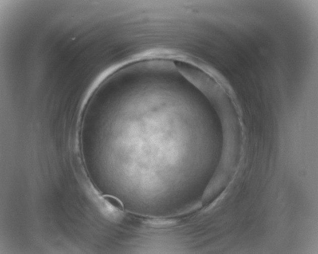 X0000083041296200702021142