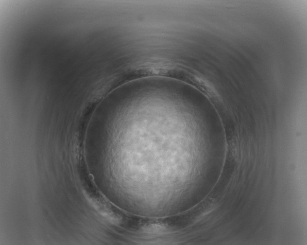 X0000083040594200702091411