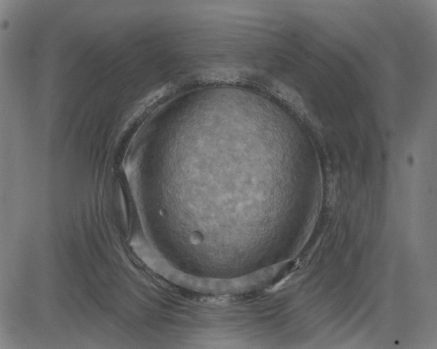 X0000083040068200702161717