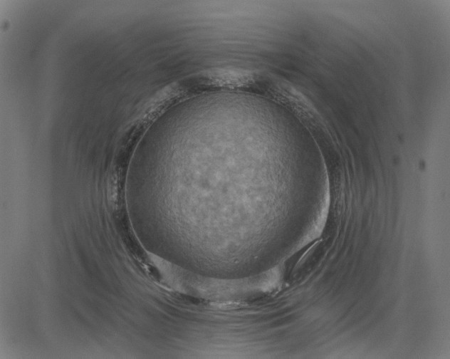 X0000083040268200702161714