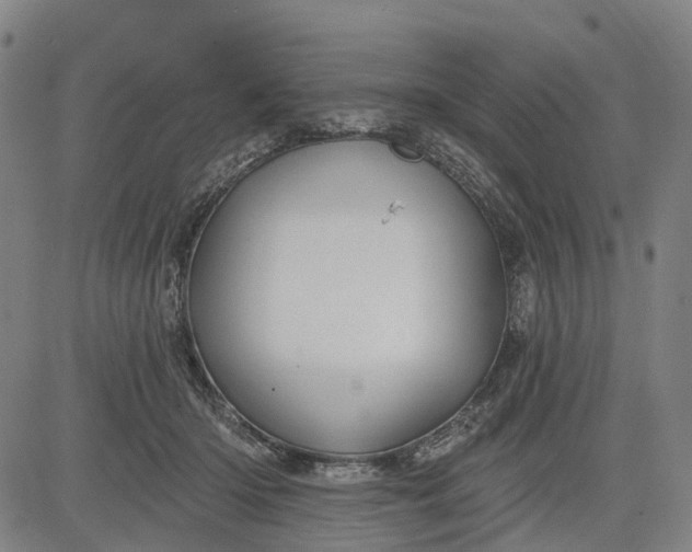 X0000083040414200702161711