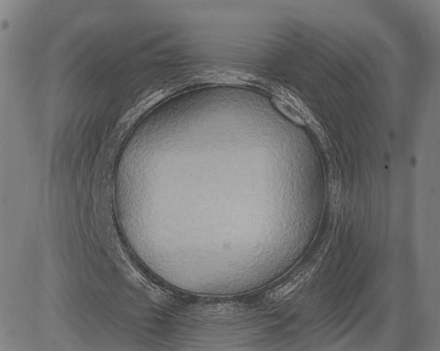 X0000083040433200702161710