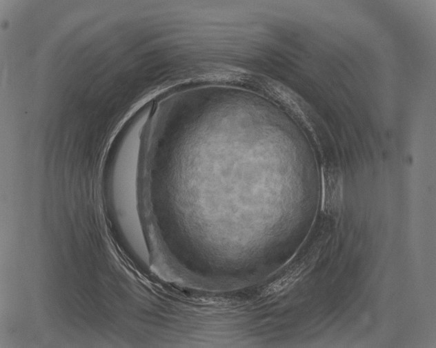 X0000083040435200702161710