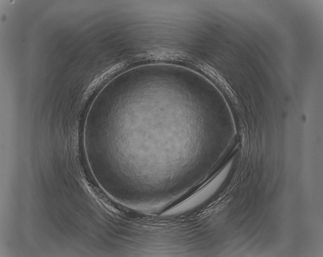 X0000083040442200702161710