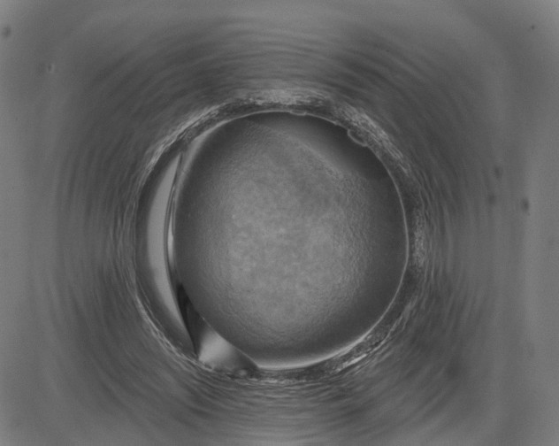 X0000083040444200702161710