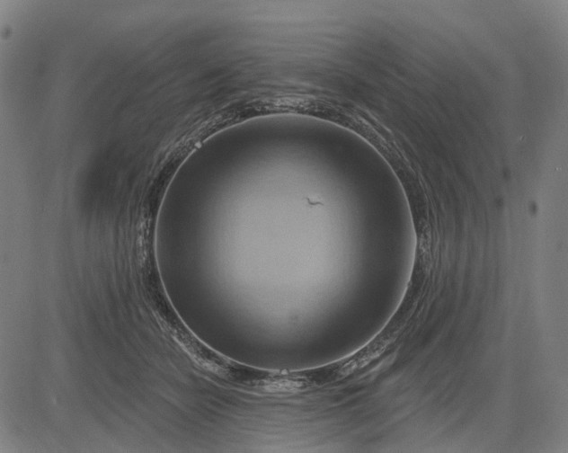 X0000083040462200702161711