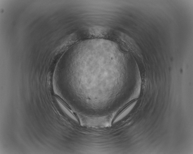 X0000083040466200702161711