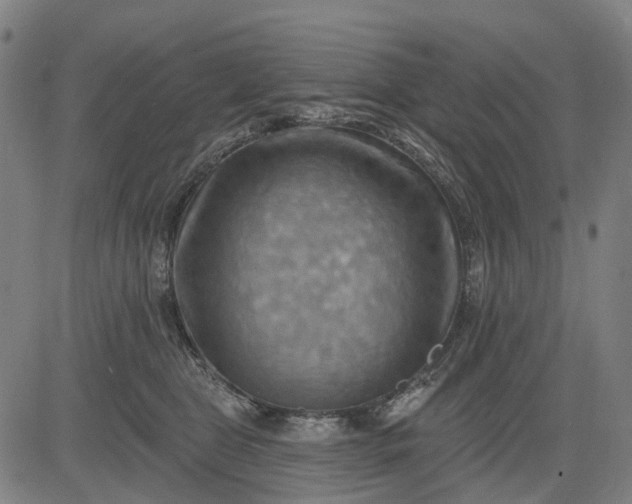 X0000083040469200702161711