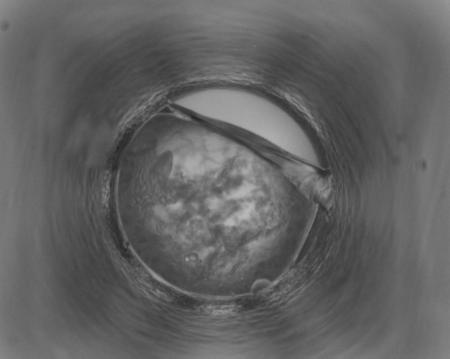 X0000083040495200702161710