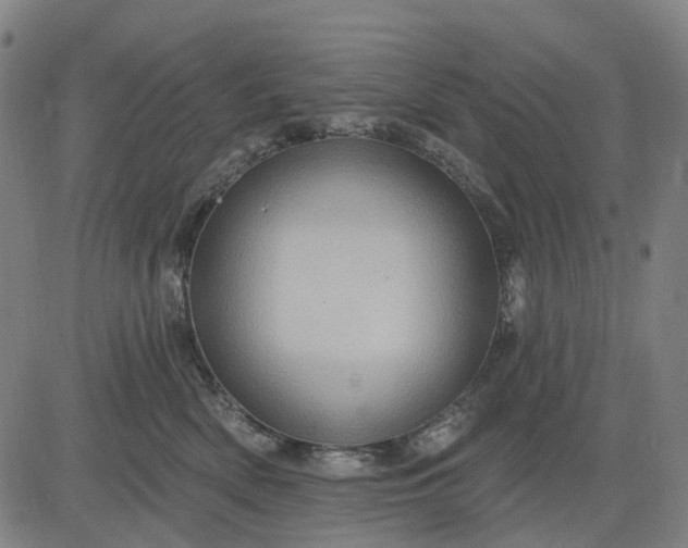 X0000083040522200702161709