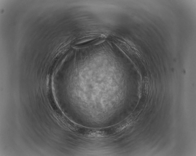 X0000083040550200702161709