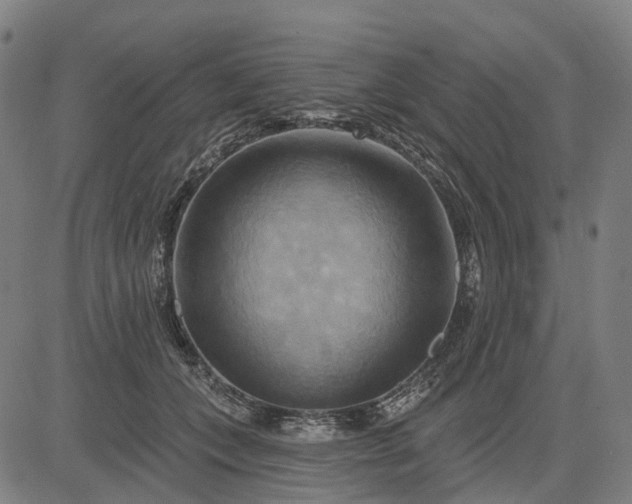 X0000083040559200702161709