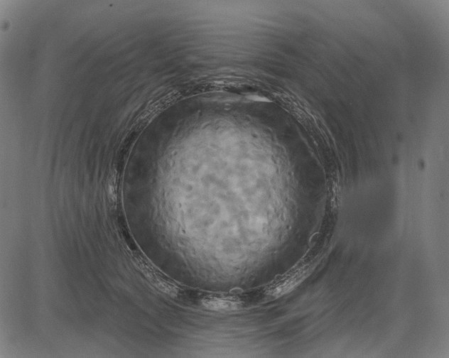 X0000083040561200702161709