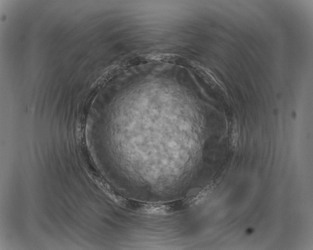 X0000083040569200702161709