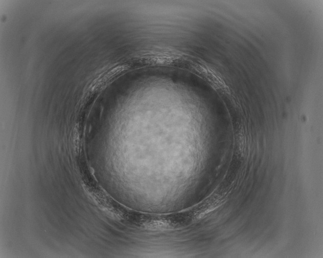 X0000083040594200702161708