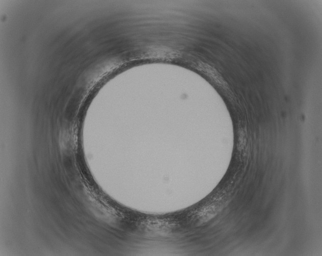 X0000083040632200702161707