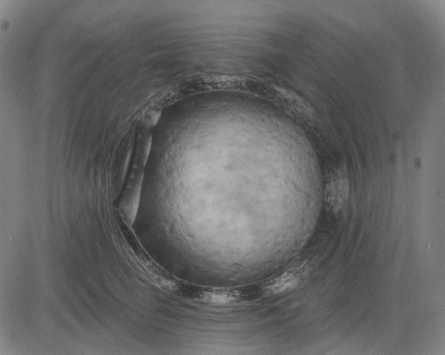 X0000083040662200702161708