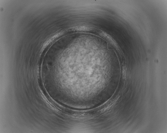 X0000083040725200702161706