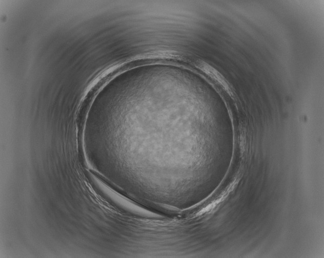 X0000083040781200702161705