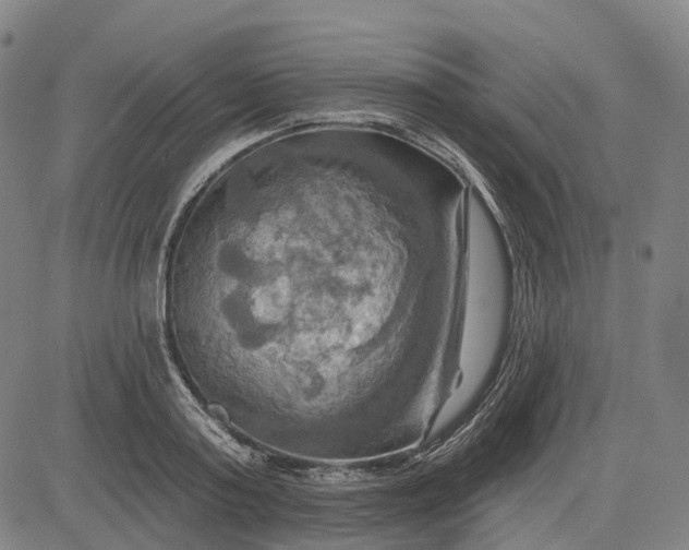 X0000083040795200702161705