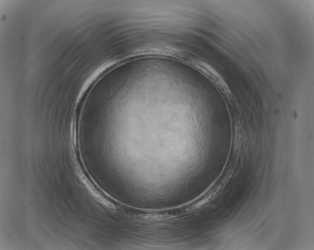 X0000083040796200702161705