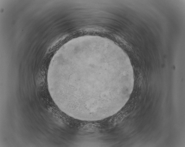 X0000083040824200702161704