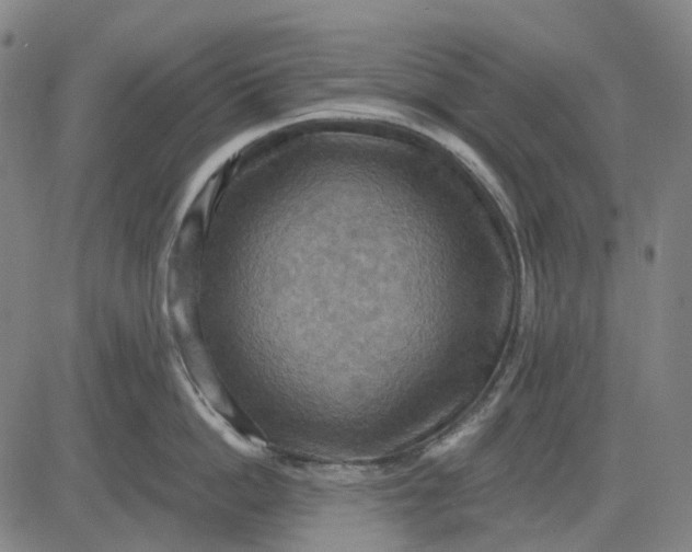 X0000083040862200702161705