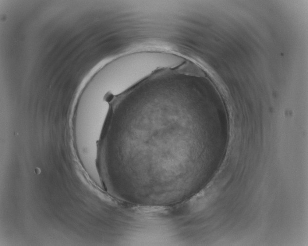 X0000083040864200702161705